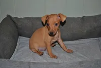 Damon, a male Miniature Pinscher for sale in Conway, MO – 1 of 9