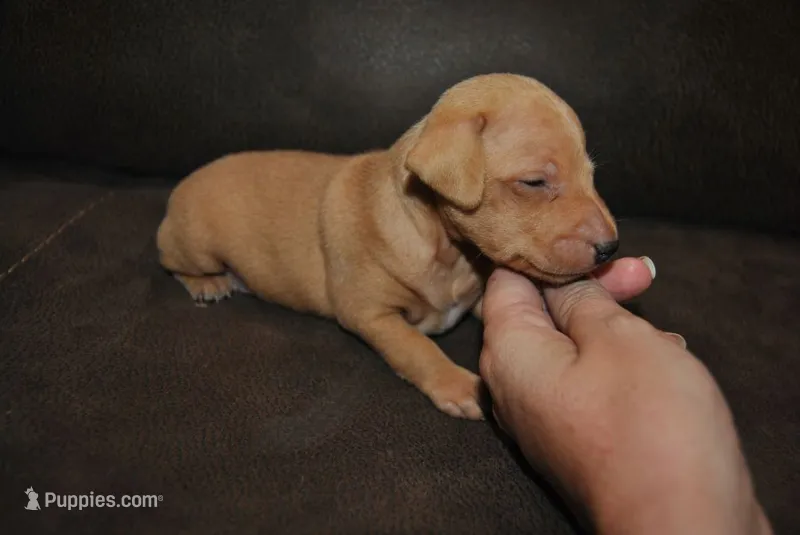 Damon – Miniature Pinscher puppy for sale in Conway, MO