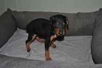 Conner, a female Miniature Pinscher for sale in Conway, MO – 2 of 4