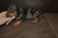 Dean, a male Miniature Pinscher for sale in Conway, MO – 2 of 6