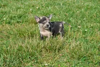 Lady, a female Chihuahua for sale in Conway, MO – 8 of 9