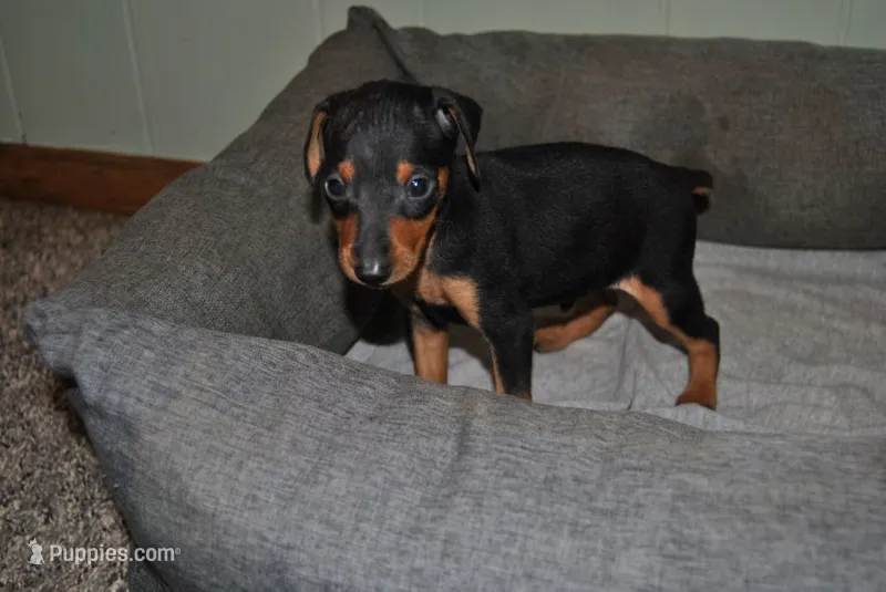 Conner – Miniature Pinscher puppy for sale in Conway, MO