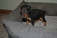 Conner, a female Miniature Pinscher for sale in Conway, MO – 1 of 4
