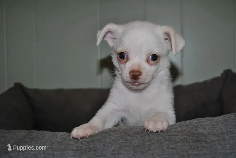 Tito – Chihuahua puppy for sale in Conway, MO