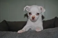 Tito, a male Chihuahua for sale in Conway, MO – 1 of 9