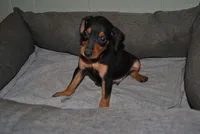 Carter, a female Miniature Pinscher for sale in Conway, MO – 2 of 4
