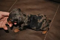 Duke, a male Miniature Pinscher for sale in Conway, MO – 2 of 6