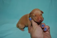 Damon, a male Miniature Pinscher for sale in Conway, MO – 4 of 6