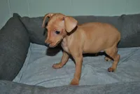 Damon, a male Miniature Pinscher for sale in Conway, MO – 3 of 9