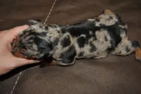 Grayson, a female Miniature Pinscher for sale in Conway, MO – 2 of 3