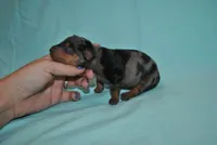 Dean, a male Miniature Pinscher for sale in Conway, MO – 4 of 6