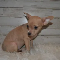 ChiChi, a female Chihuahua for sale in Conway, MO – Photo 1 of 5