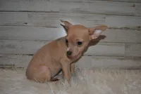 ChiChi, a female Chihuahua for sale in Conway, MO – Photo 1 of 5