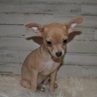 ChiChi, a female Chihuahua for sale in Conway, MO – Photo 2 of 5
