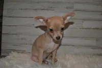ChiChi, a female Chihuahua for sale in Conway, MO – Photo 2 of 5