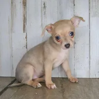 ChiChi, a female Chihuahua for sale in Conway, MO – Photo 5 of 5