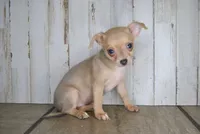 ChiChi, a female Chihuahua for sale in Conway, MO – Photo 5 of 5