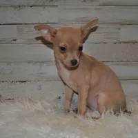 ChiChi, a female Chihuahua for sale in Conway, MO – Photo 3 of 5