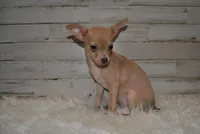 ChiChi, a female Chihuahua for sale in Conway, MO – Photo 3 of 5