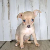 ChiChi, a female Chihuahua for sale in Conway, MO – Photo 4 of 5