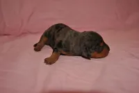 Dayla, a female Miniature Pinscher for sale in Conway, MO – 4 of 6