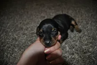Caleb, a female Miniature Pinscher for sale in Conway, MO – 4 of 4