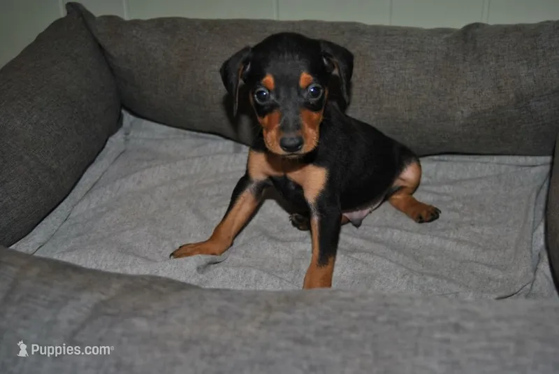 Carter – Miniature Pinscher puppy for sale in Conway, MO