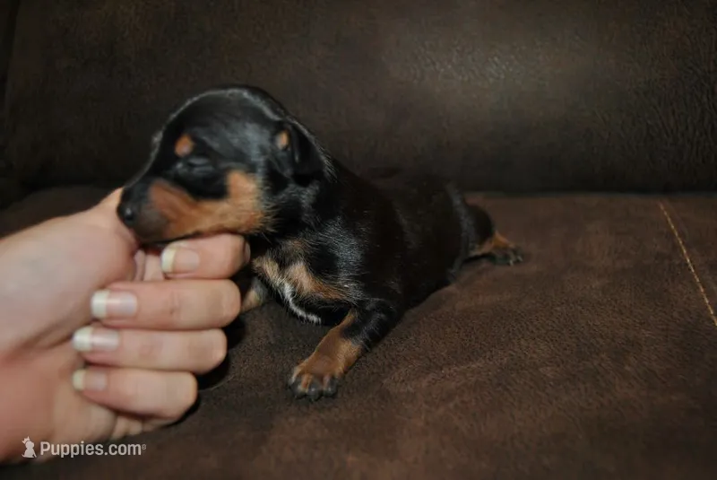 Gina – Miniature Pinscher puppy for sale in Conway, MO