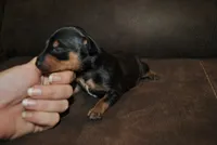 Gina, a female Miniature Pinscher for sale in Conway, MO – 1 of 3