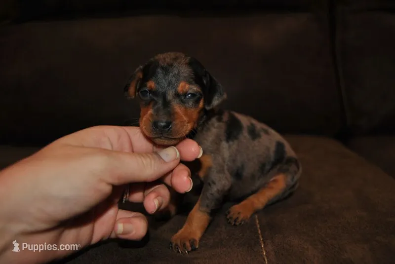 Danna – Miniature Pinscher puppy for sale in Conway, MO