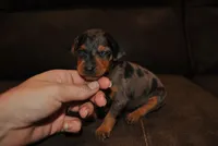 Danna, a female Miniature Pinscher for sale in Conway, MO – 1 of 6