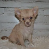 Cabo, a male Chihuahua for sale in Conway, MO – Photo 1 of 4