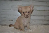 Cabo, a male Chihuahua for sale in Conway, MO – Photo 1 of 4