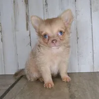 Cabo, a male Chihuahua for sale in Conway, MO – Photo 3 of 4