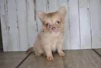 Cabo, a male Chihuahua for sale in Conway, MO – Photo 3 of 4