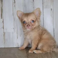 Cabo, a male Chihuahua for sale in Conway, MO – Photo 4 of 4
