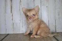 Cabo, a male Chihuahua for sale in Conway, MO – Photo 4 of 4