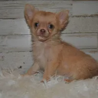 Cabo, a male Chihuahua for sale in Conway, MO – Photo 2 of 4