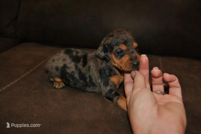 Dayla – Miniature Pinscher puppy for sale in Conway, MO