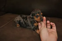 Dayla, a female Miniature Pinscher for sale in Conway, MO – 1 of 6