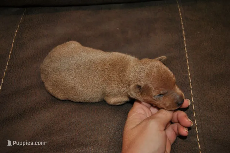 Rocker – Miniature Pinscher puppy for sale in Conway, MO