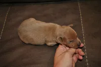 Rocker, a male Miniature Pinscher for sale in Conway, MO – 1 of 3
