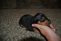 Conner, a female Miniature Pinscher for sale in Conway, MO – 4 of 4