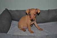 Damon, a male Miniature Pinscher for sale in Conway, MO – 2 of 9