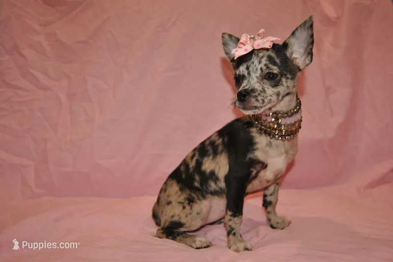 Lady – Chihuahua puppy for sale in Conway, MO