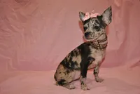 Lady, a female Chihuahua for sale in Conway, MO – 1 of 9