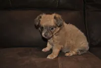 Zena, a female Chihuahua for sale in Conway, MO – 2 of 6