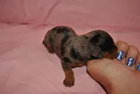 Danna, a female Miniature Pinscher for sale in Conway, MO – 4 of 6