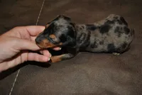 Danna, a female Miniature Pinscher for sale in Conway, MO – 2 of 6