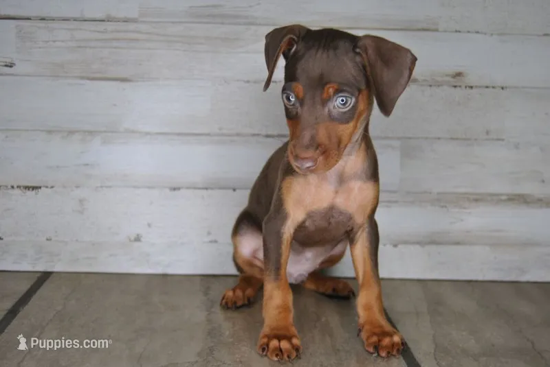 Valentines Special 4